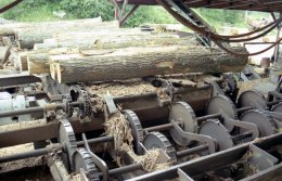 Logs going up the conveyor to the Saw Mill