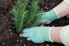 Potting Mix: planting rosemary in raised bed with potting mix